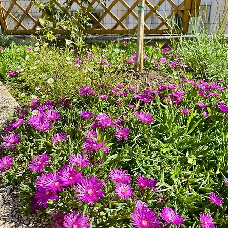 Ulivi - Charming 1 Bedroom With Garden And Parking Apartmán